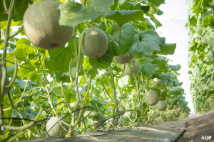 ĐẨY MẠNH SẢN XUẤT NÔNG NGHIỆP, BẢO VỆ ĐÀN GIA SÚC, GIA CẦM