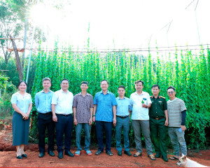 LÃNH ĐẠO XÃ TÂN HƯNG THĂM VÀ ĐỘNG VIÊN MÔ HÌNH TRỒNG SƯƠNG...