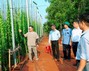 CHÀNG TRAI 9X TIÊN PHONG LẬP NGHIỆP, LÀM GIÀU TỪ MÔ HÌNH TRỒNG SƯƠNG SÂM HỮU CƠ