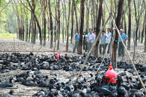 PHÓ BÍ THƯ THƯỜNG TRỰC ĐẢNG ỦY PHAN VĂN MẠNH THĂM MÔ HÌNH NUÔI GÀ THẢ VƯỜN TÂN HIỆP