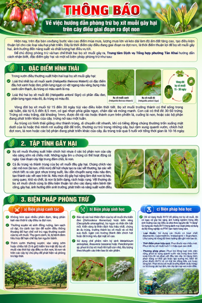 THÔNG BÁO  VỀ VIỆC HƯỚNG DẪN PHÒNG TRỪ BỌ XÍT MUỖI GÂY HẠI   TRÊN CÂY ĐIỀU GIAI ĐOẠN RA ĐỌT NON
