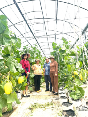 Dưa lưới công nghệ cao – hướng làm giàu hiệu quả của nông...