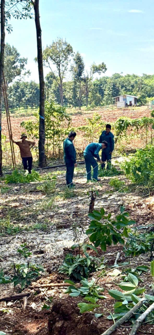 LỰC LƯỢNG DÂN QUÂN XÃ TÂN LỢI HỖ TRỢ NGƯỜI DÂN DI DỜI ĐƯỜNG ĐIỆN GIẢI PHÓNG MẶT BẰNG