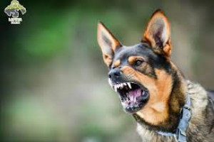 Tuyên truyền bệnh dại ở chó