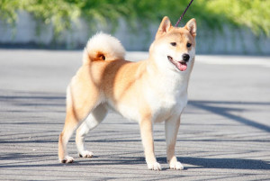 KHAI BÁO SỐ LƯỢNG CHÓ NUÔI