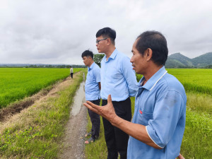 Khảo sát mô hình canh tác lúa ST24 theo hướng “an toàn sinh học” tại xã Thanh Sơn