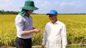 Xã Thanh Sơn thu hoạch lúa an toàn sinh học tại cánh đồng Bàu Kiên