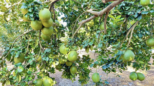 Mô hình đa canh ứng dụng công nghệ cao góp phần nâng tầm nông nghiệp Thiện Hưng