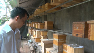 Mô hình nuôi ong Dú của anh Lê Ngọc Anh Khoa