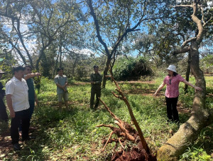 Lãnh đạo xã Thuận Lợi: Kiểm tra, nắm bắt thiệt hại do giông lốc gây ra