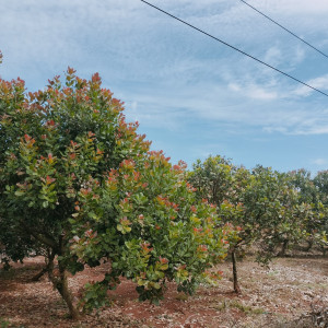 Chăm sóc, phòng trừ sâu bệnh cho cây điều giai...