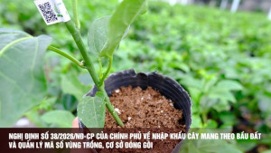 Đẩy mạnh thực hiện Nghị định 38/2026/NĐ-CP gắn với quản lý mã số vùng trồng, cơ sở đóng gói