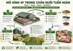 MÔ HÌNH CHĂN NUÔI 4F – GIẢI PHÁP PHÁT TRIỂN CHĂN NUÔI TUẦN HOÀN, NÂNG CAO HIỆU QUẢ KINH TẾ VÀ BẢO VỆ MÔI TRƯỜNG