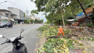 Tập trung khắc phục loạt cây xanh ngã đổ tại phường Trấn Biên