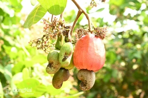 Trái điều tươi, nguyên liệu khởi nguồn cho các món ngon từ điều. Ảnh: Ngọc Liên