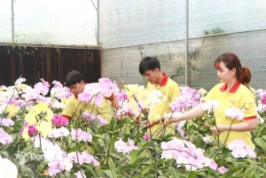 Cơ sở Lan hồ điệp Thiên Lan (phường Trấn Biên) luôn có hoa đáp ứng nhu cầu khách hàng