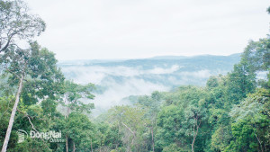 Thời điểm buổi sáng, Vườn quốc gia Bù Gia Mập như chìm trong sương mai