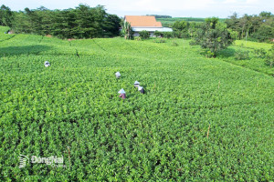 [Chùm ảnh] Mưu sinh trên những đồi hom tràm