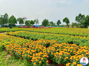 Vườn hoa Tết xuân Bính ngọ tại khu phố Tam Hòa, phường Trấn Biên
