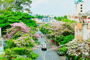 Đường Cách mạng Tháng Tám trước Trường tiểu học Nguyễn Du, phường Trấn Biên nên thơ với những hàng cây kèn hồng rực rỡ. Ảnh: Công Nghĩa