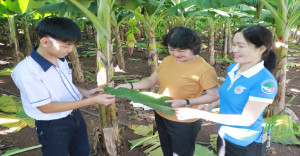 Học sinh Trường THPT Lâm nghiệp khảo sát vùng nguyên liệu lá chuối tại ấp 10, xã Trảng Bom