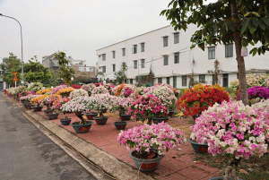 Rực Rỡ Sắc Xuân: Khám Phá Thiên Đường Hoa Cây Cảnh Tại Hội Hoa Xuân Xã Trảng Bom 2026