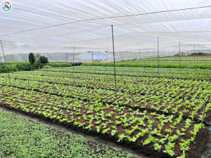 Mô hình “Vườn rau sạch” của anh Trần Đình Luyện