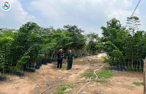 Hội viên CCB Nguyễn Thị Lý- Điển hình làm kinh tế giỏi  từ...