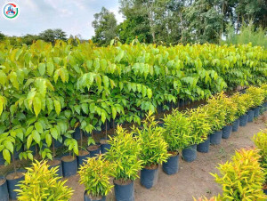 Mô hình “Vườn ươm cây giống” của chị Lê Thị Nhâm