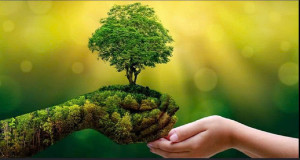 18 8 2026 Phường Trị An xử lý cây xanh có nguy cơ gãy, đổ và nâng cao ý thức bảo vệ cây xanh