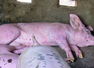 Dịch tả heo Châu Phi và các biện pháp phòng, chống