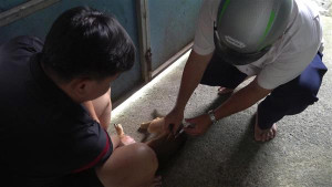 Tăng cường phòng, chống bệnh Dại: Bảo vệ sức khỏe cộng đồng từ ý thức mỗi gia đình