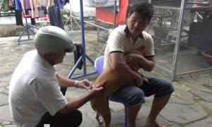 Triển khai chiến dịch tiêm phòng bệnh Dại cho đàn chó, mèo