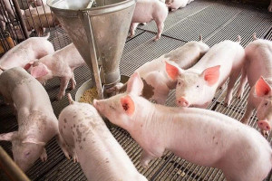 Phòng, chống dịch bệnh gia súc, gia cầm, thủy sản 6 tháng cuối năm 2025