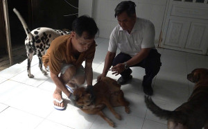Triển khai tiêm vắc xin phòng bệnh Dại cho đàn chó, mèo năm 2025