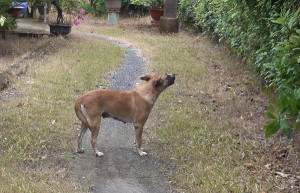 Tăng cường các biện pháp phòng, chống bệnh Dại