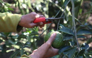 Đẩy mạnh mở rộng mã số vùng trồng và cơ sở đóng gói trái cây phục vụ xuất khẩu