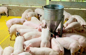 Tăng cường kiểm tra hoạt động chăn nuôi, giết mổ gia súc, gia cầm năm 2025