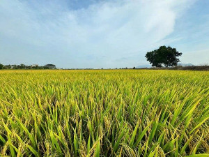 Kiểm tra, thăm đồng vụ Mùa năm 2025