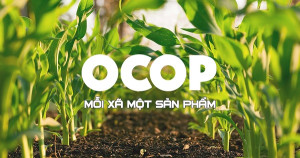 Triển khai Chương trình “Mỗi xã một sản phẩm” năm 2025
