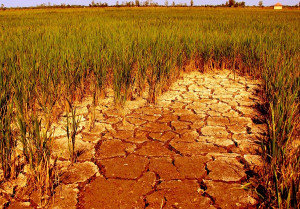 Chủ động triển khai các giải pháp phòng, chống hạn hán mùa khô 2025–2026