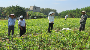 Lãnh đạo xã khảo sát mô hình kinh tế tại ấp Vĩnh An 3