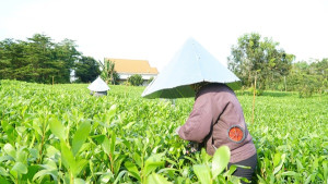 MƯU SINH GIỮA NHỮNG ĐỒI TRÀM XANH