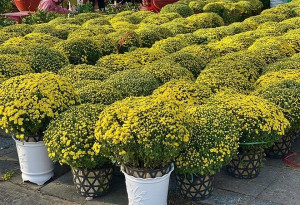 Xã Trị An tổ chức Chợ hoa xuân Bính Ngọ năm 2026 phục vụ Nhân dân đón Tết