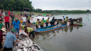 Phường Trị An khẩn trương hỗ trợ người dân xử lý cá chết trên hồ Trị An