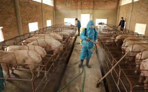 Phường Trị An chủ động triển khai đồng bộ các giải pháp phòng, chống dịch bệnh trên đàn vật nuôi
