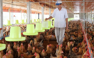 Phát triển kinh tế trang trại – động lực nâng tầm nông nghiệp địa phương