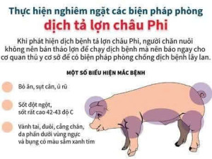 Ảnh minh họa: tăng cường công tác phòng chống dịch tả lợn Châu phi