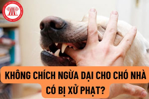 Quy định xử phạt hành vi không tiêm phòng vắc xin Dại cho chó, mèo