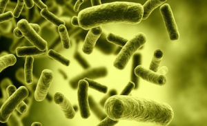 Phòng ngừa ngộ độc thực phẩm do vi khuẩn Clostridium botulinum
